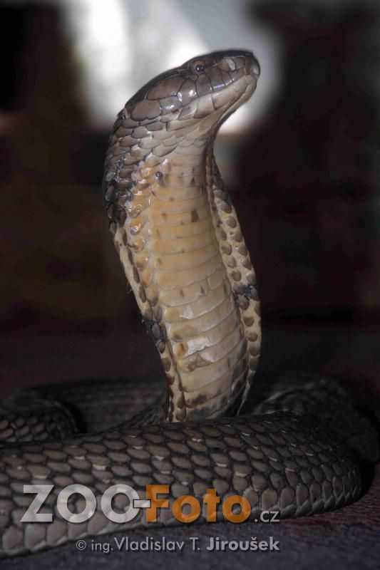 Chinese cobra - Wikipedia